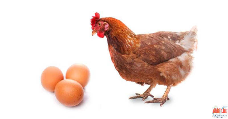brahma tojás eladó budapest